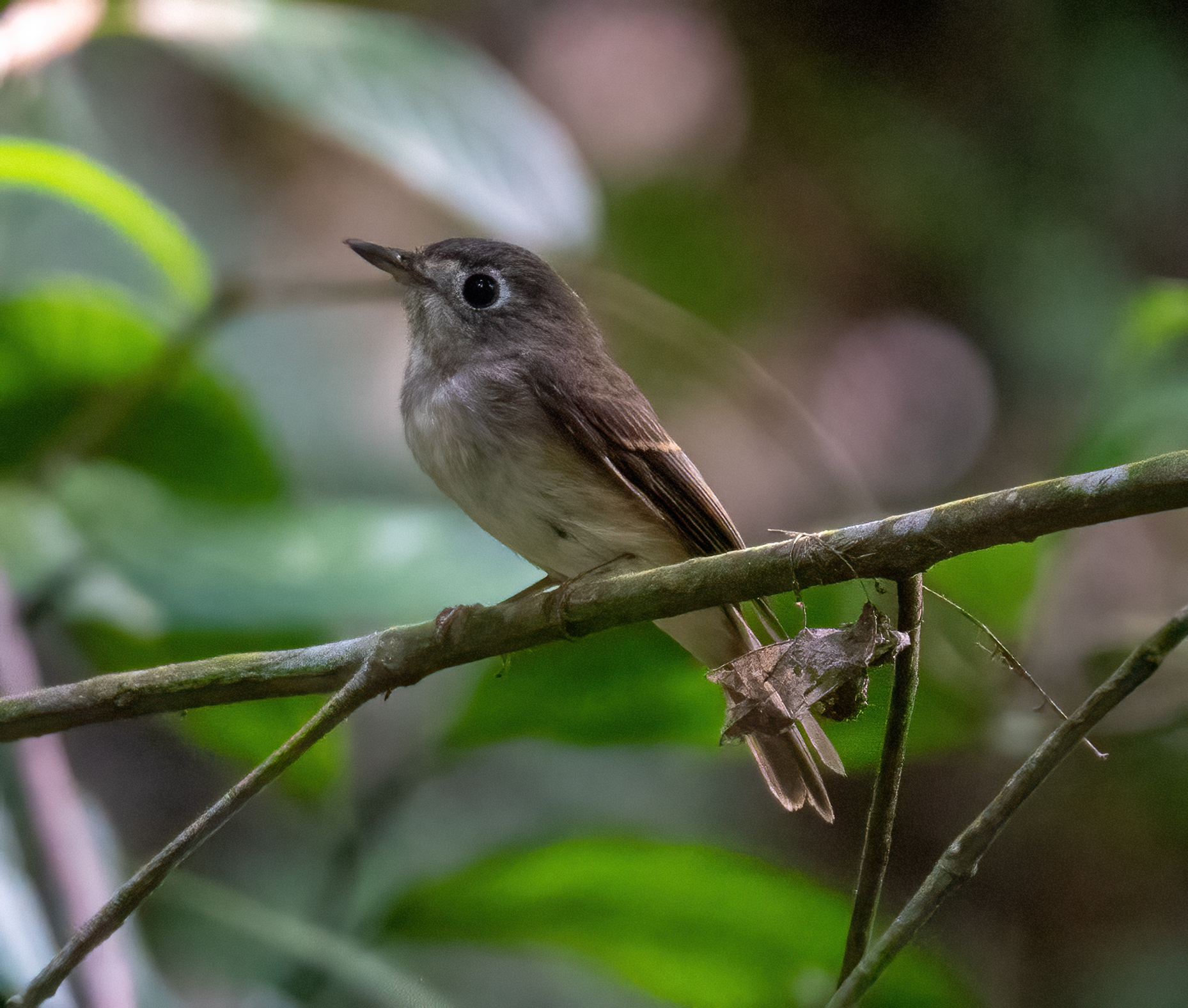 Brown-breasted Flycatcher at Dairy Farm Nature Park on 30 Oct 2022. Photo credit: Norvin Ng
