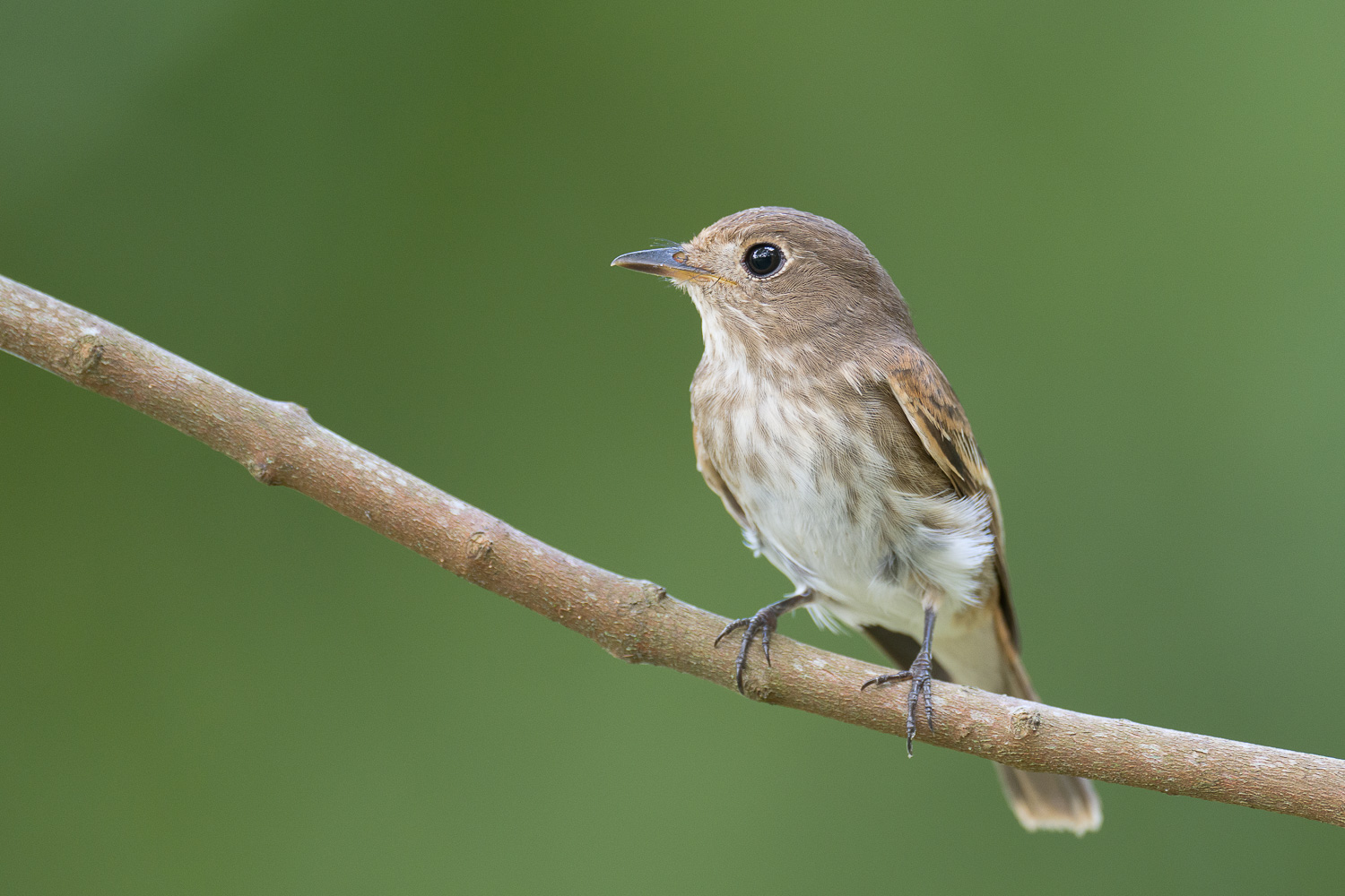 Brown-streaked Flycatcher at Choa Chu Kang Park on 12 Aug 2022. Photo credit: Francis Yap