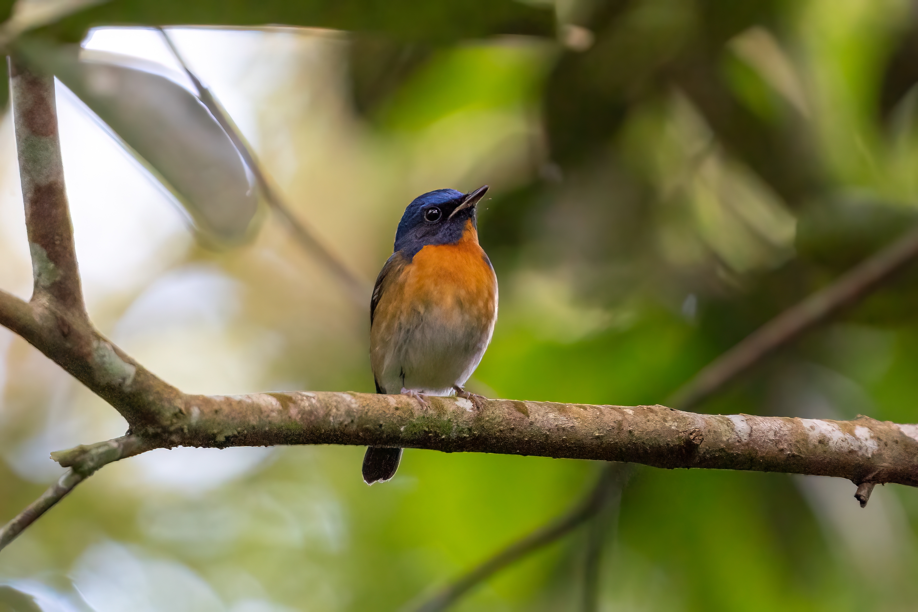 Chinese Blue Flycatcher at Dairy Farm Nature Park on 29 Oct 2022. Photo credit: Jared Tan