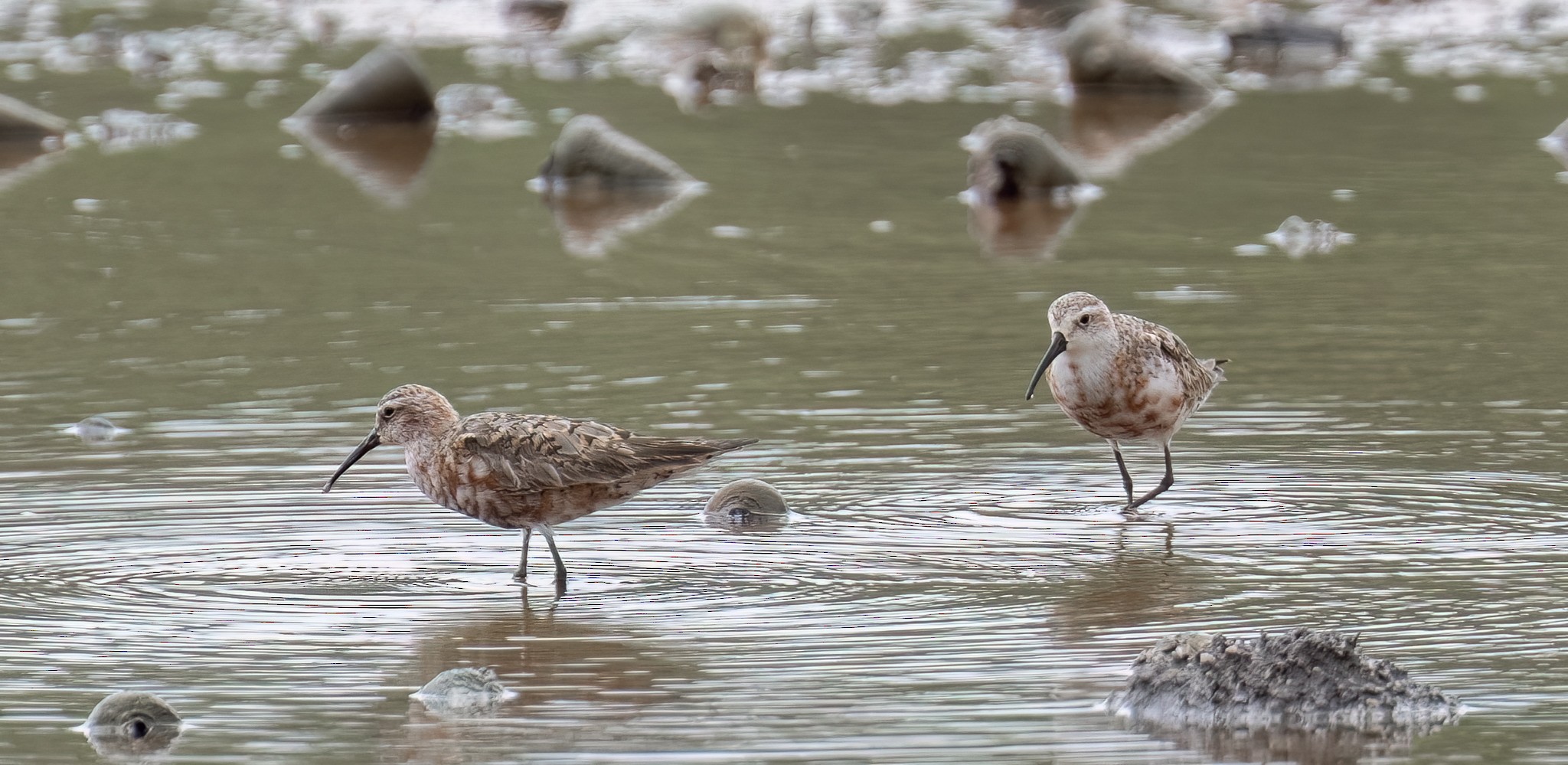 Curlew Sandpiper at Sungei Buloh Wetland Reserve on 9 Aug 2024. Photo credit: Lee Chien Nien