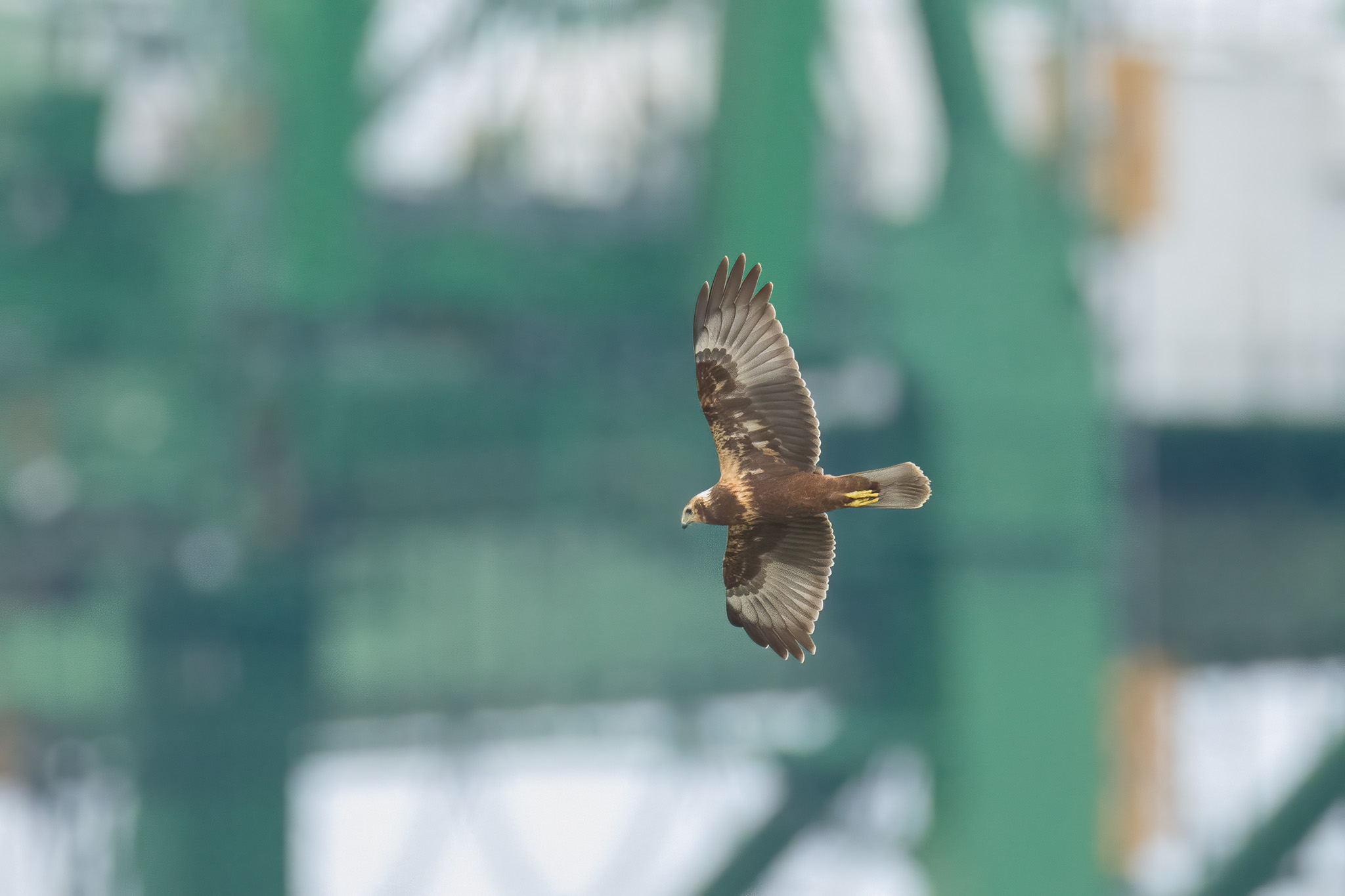 Eastern Marsh Harrier at Tuas South on 27 Oct 2022. Photo credit: Francis Yap
