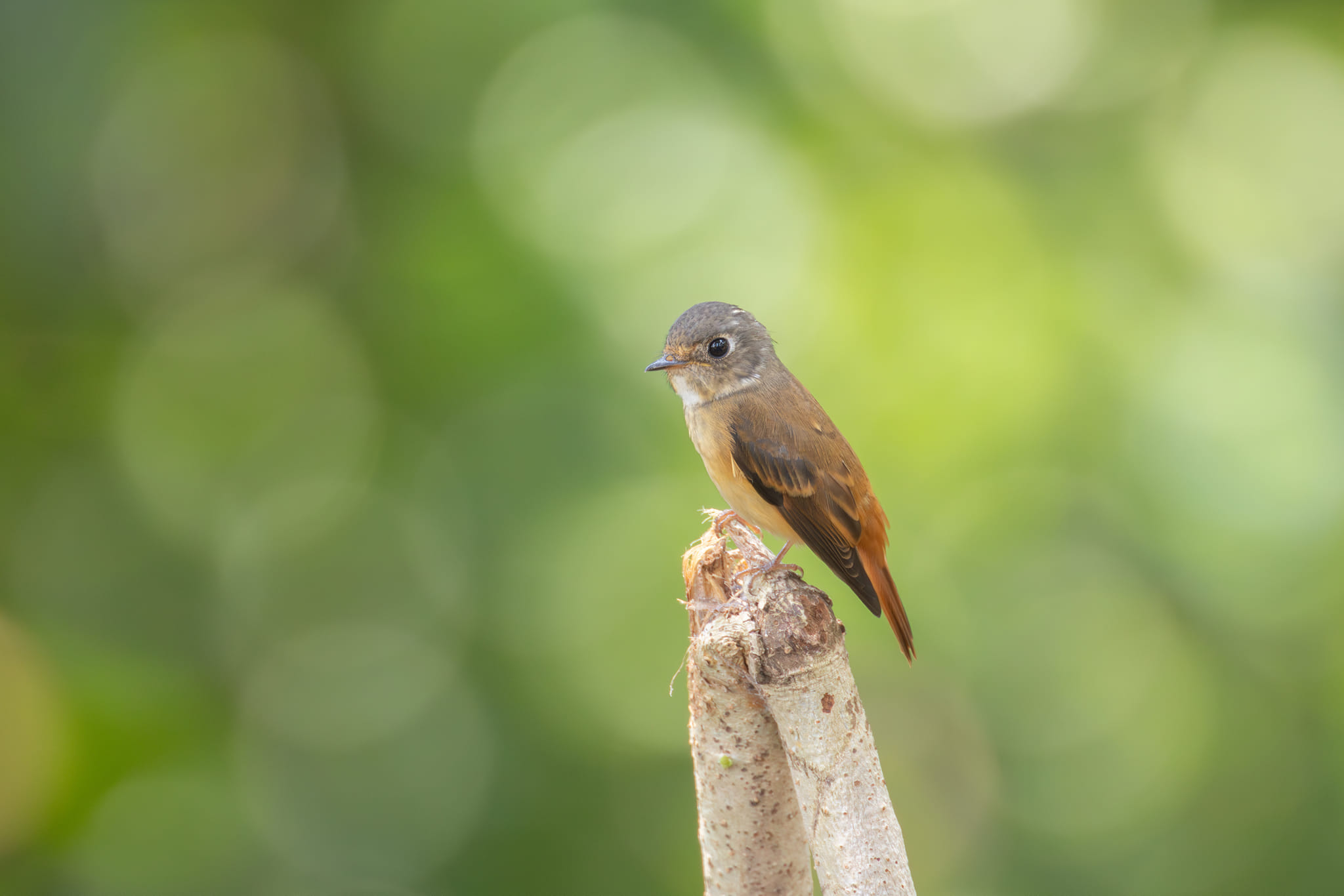 Ferruginous Flycatcher at Mount Faber Park on 12 Nov 2023. In a lot brighter environment than we're used to! Photo credit: Yip Jen Wei