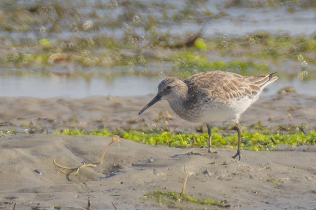 Great Knot at Chek Jawa Wetlands on 17 Mar 2024. Photo credit: Yip Jen Wei