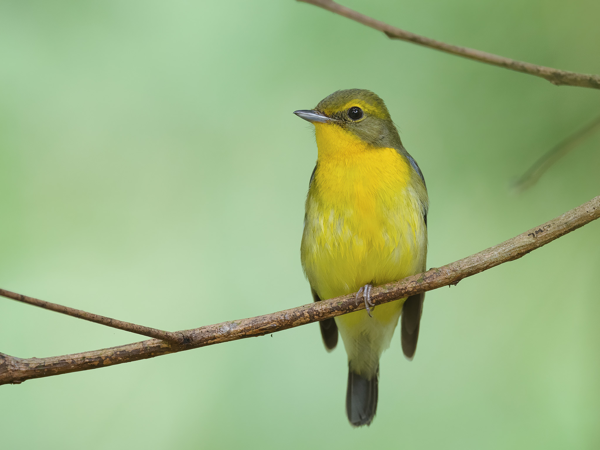 Green-backed Flycatcher at Dairy Farm Nature Park on 28 Dec 2022. Photo credit: Francis Yap