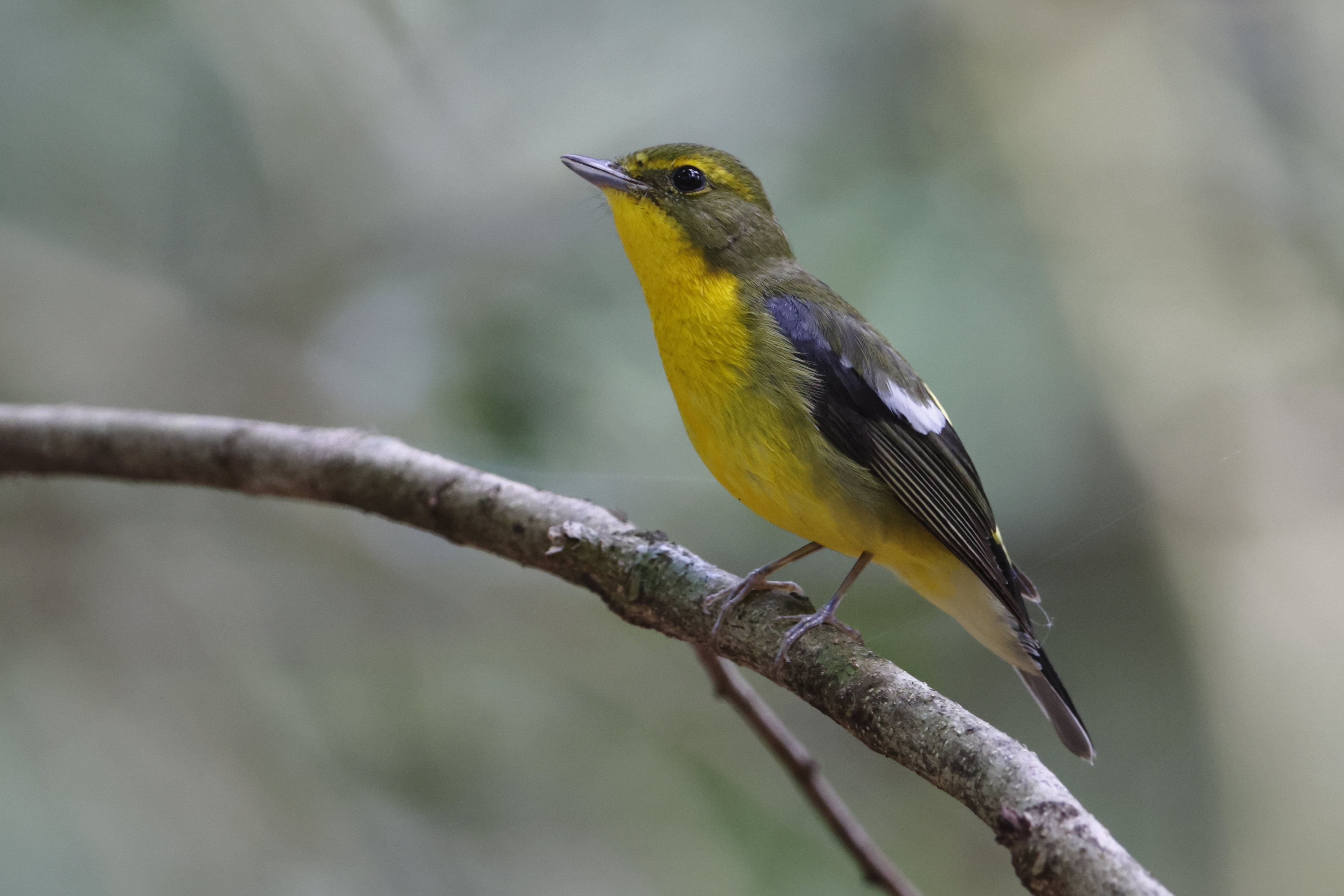 Green-backed Flycatcher at Dairy Farm Nature Park on 21 Apr 2023. Photo credit: Keita Sin