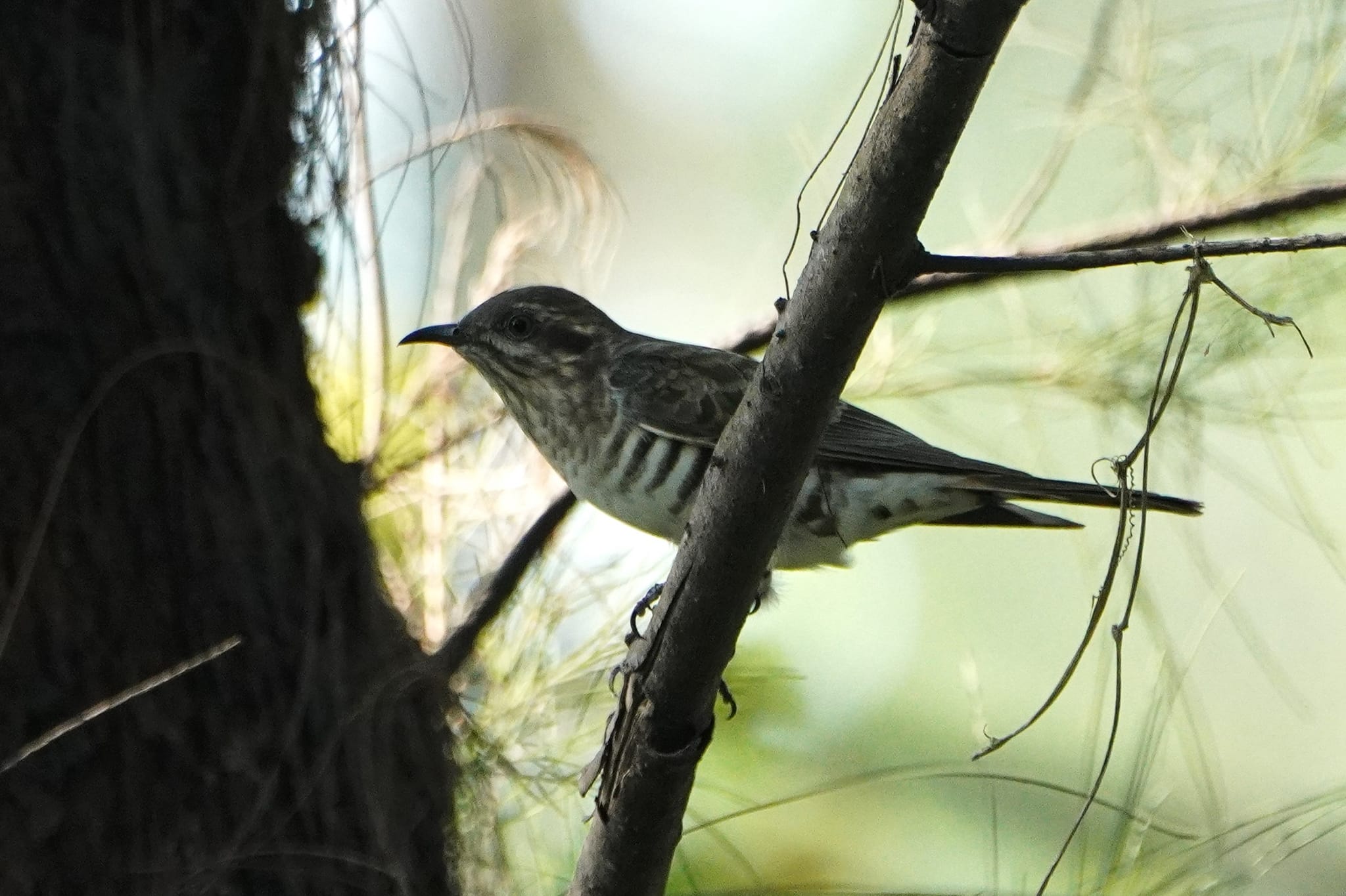 Horsfield's Bronze Cuckoo at Changi Bay Point on 19 Jul 2024. Photo credit: Pher Thuan Chong