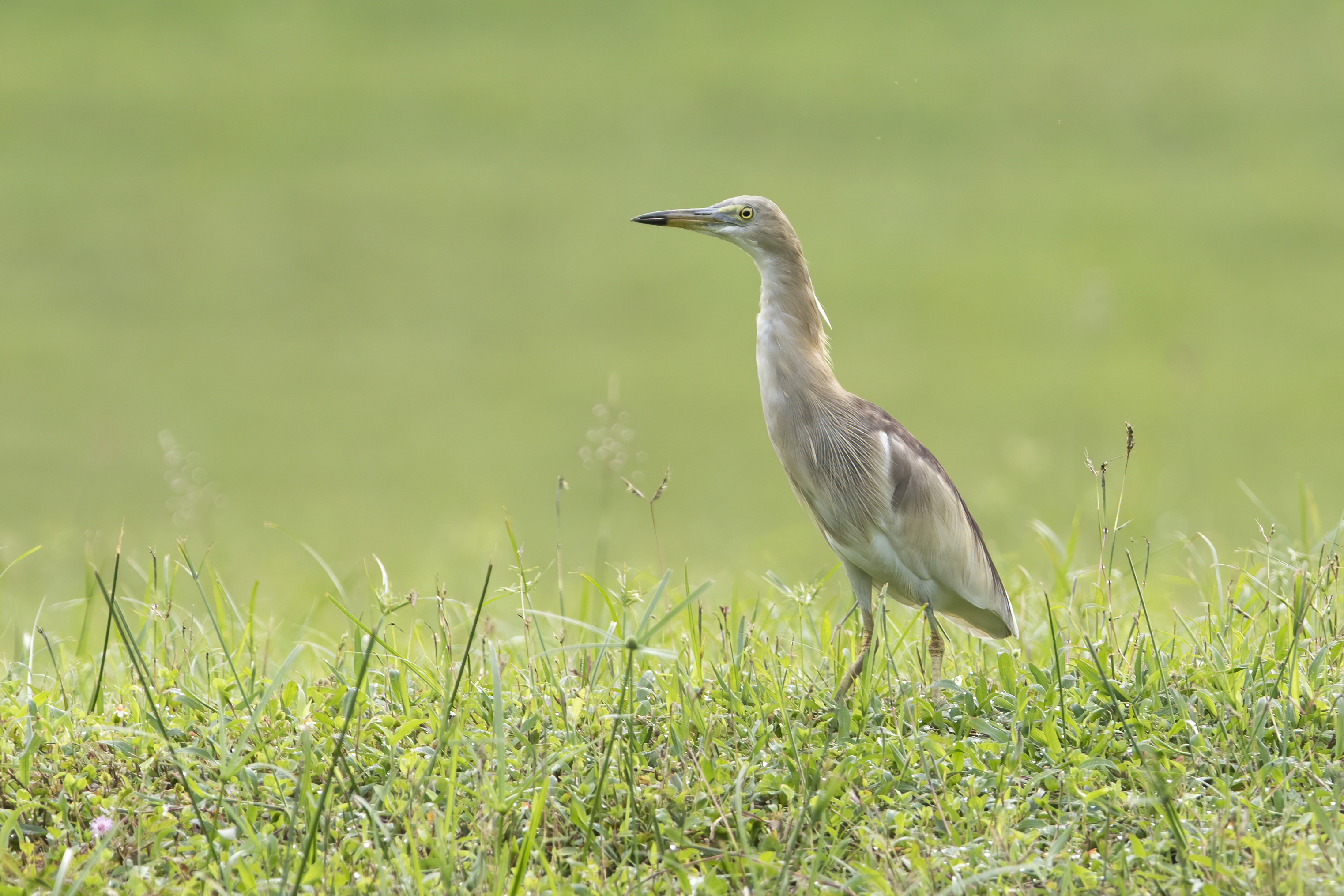 Indian Pond Heron at Dover Road on 12 Apr 2022. Photo credit: Sin Yong Chee Keita