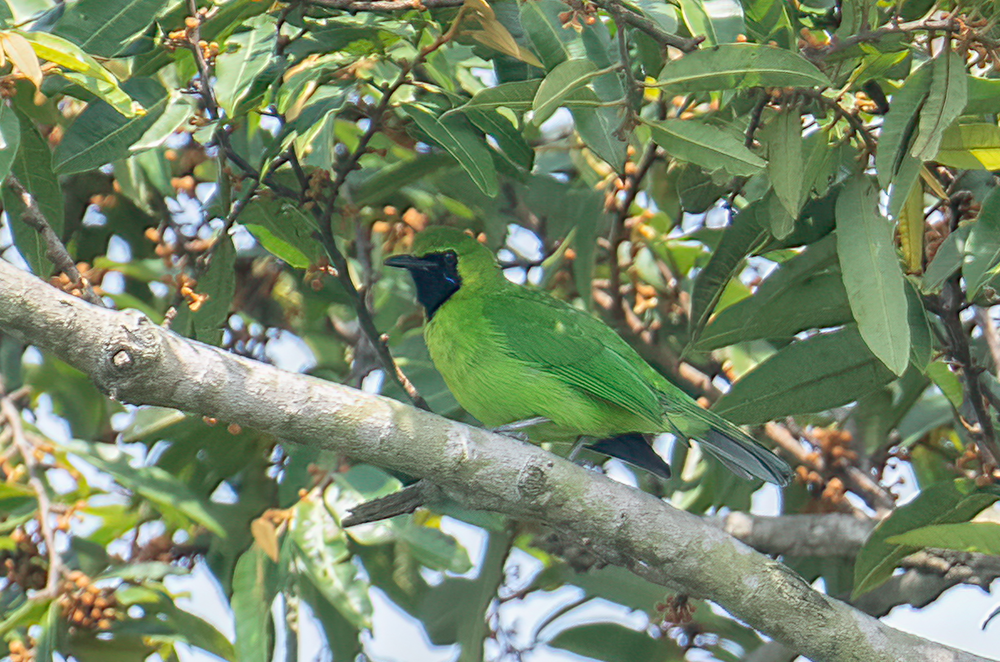 Lesser Green Leafbird at Pulau Ubin on 22 Apr 2023. Photo credit: Lee Chien Nien