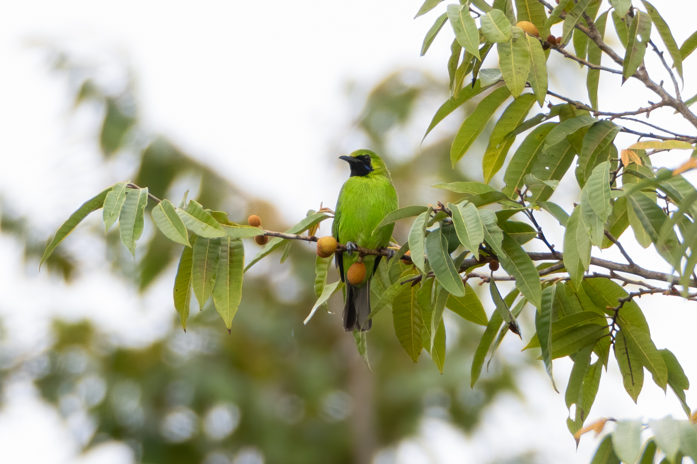 Lesser Green Leafbird at Chek Jawa Boardwalk on 3 May 2022. Photo credit: Adrian Silas Tay