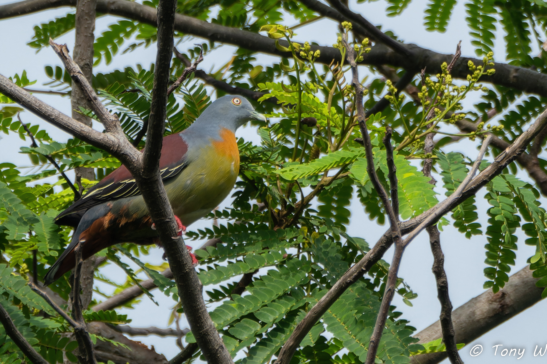 Little Green Pigeon at 199 Ponggol Seventeenth Avenue on 13 Feb 2024. Photo credit: Tony Wong