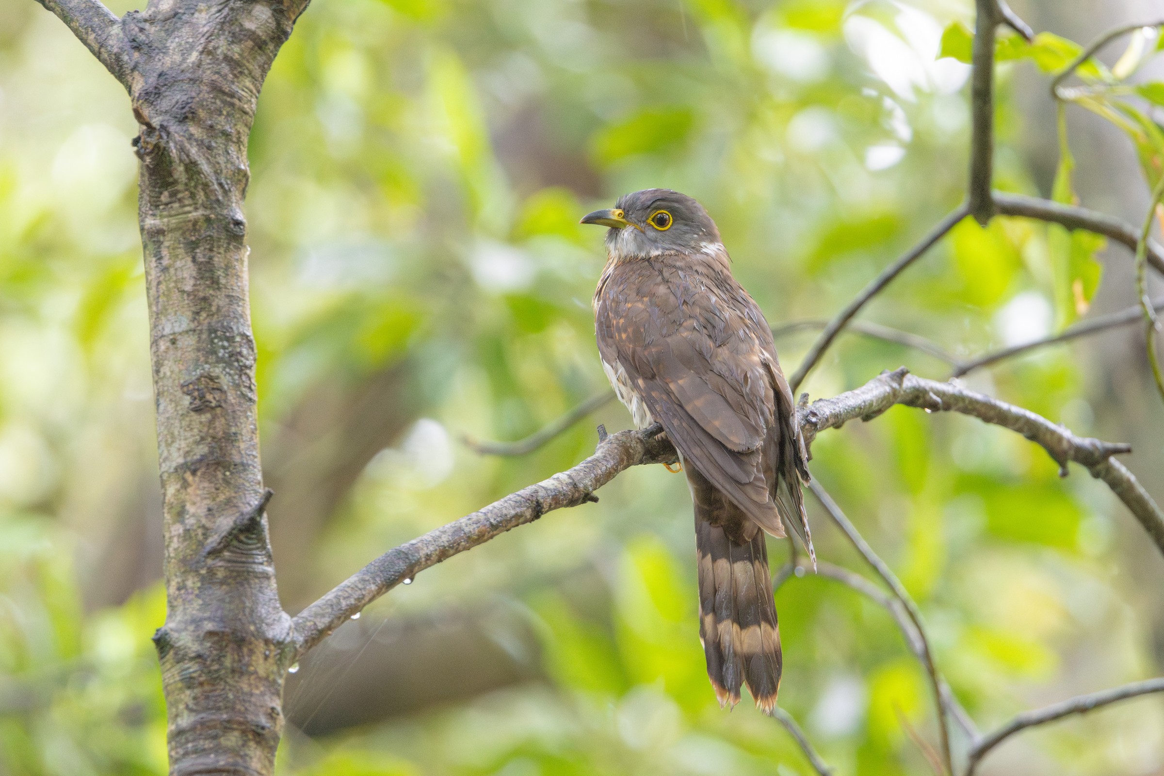 Malaysian Hawk-Cuckoo at Sungei Buloh Wetland Reserve on 12 Feb 2024. Photo credit: Yip Jen Wei
