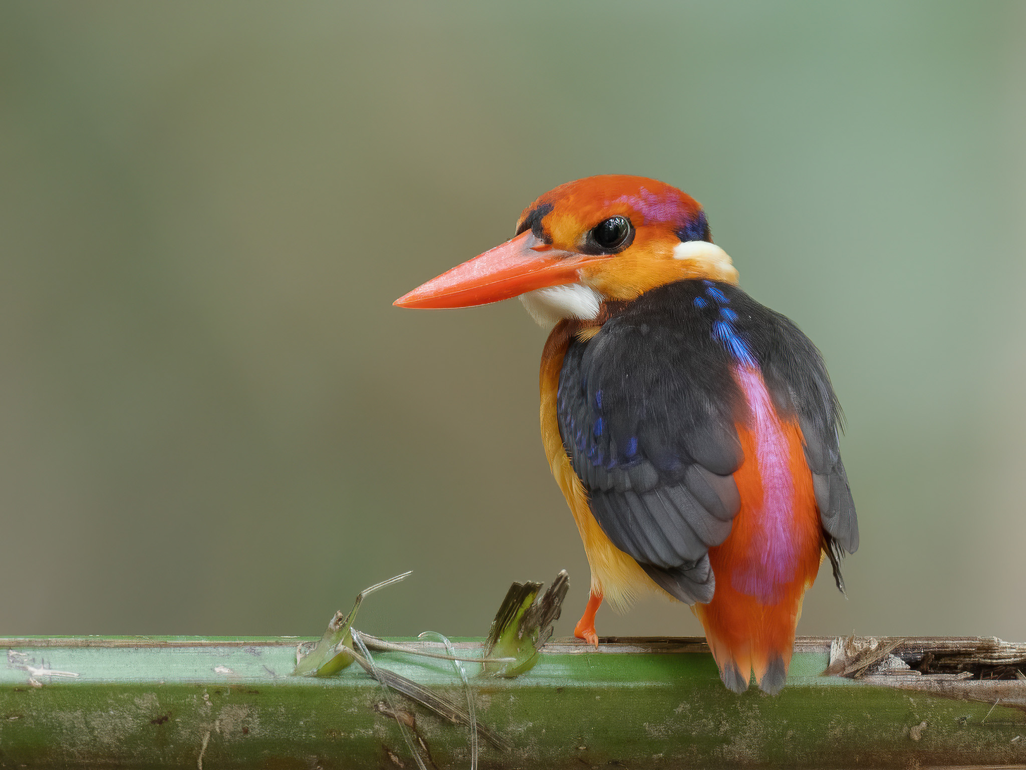 Oriental Dwarf Kingfisher at Windsor Nature Park on 31 Oct 2022. Photo credit: Francis Yap