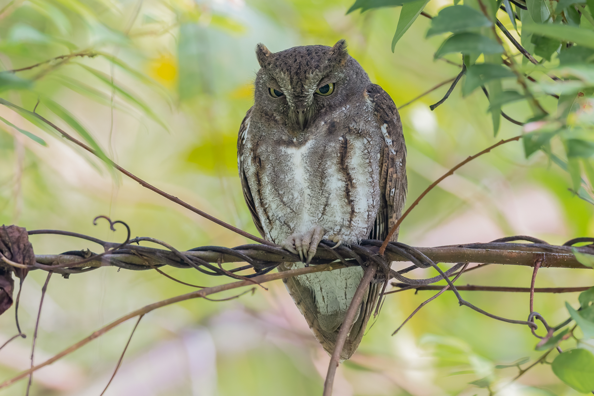 Oriental Scops Owl at Thomson Nature Park on 5 Mar 2022. Photo credit: Adrian Silas Tay