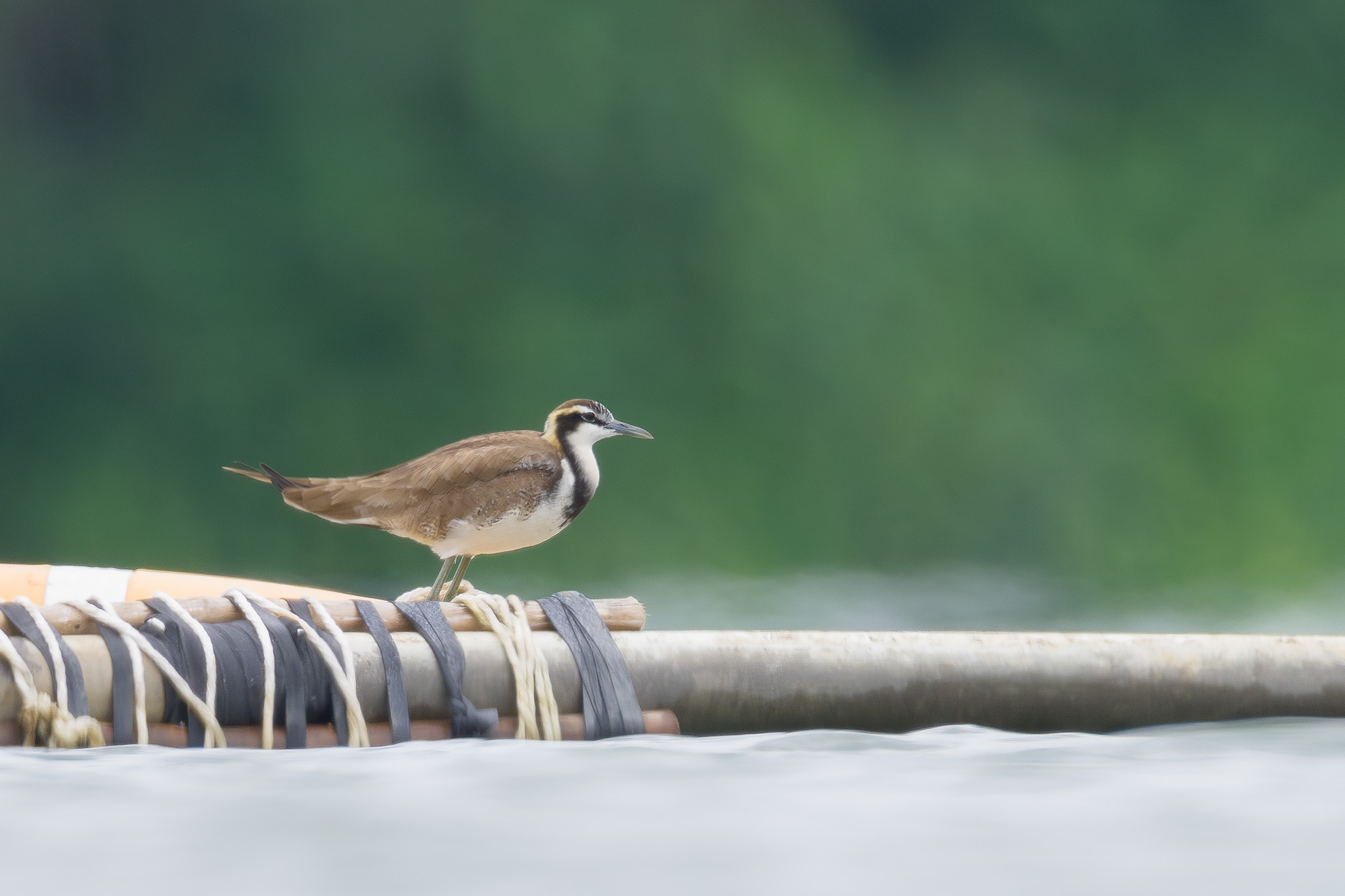 Pheasant-tailed Jacana at Lower Peirce Reservoir Park on 19 Nov 2023. Photo credit: Francis Yap