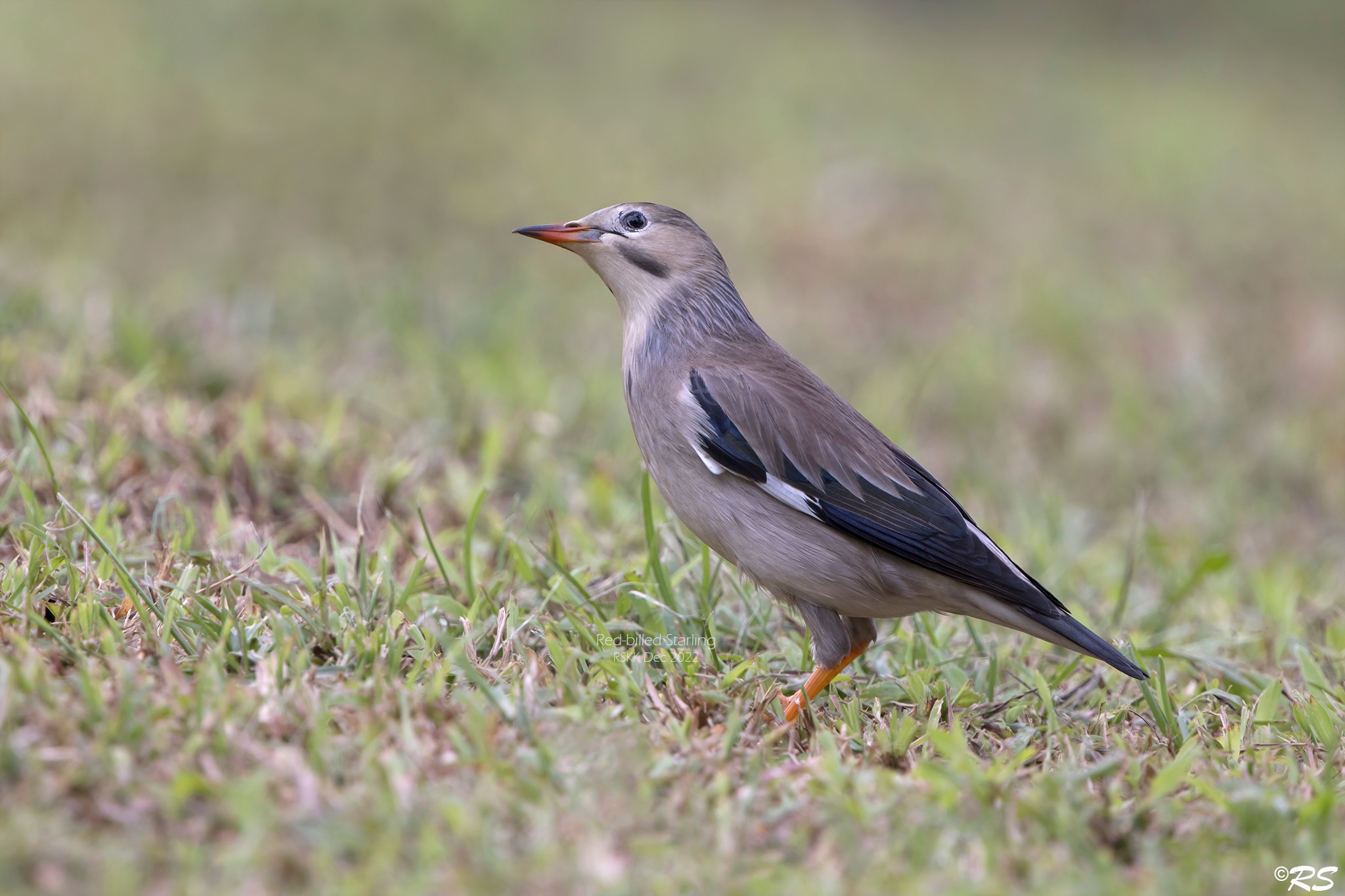 Red-billed Starling at Dempsey Hill. Photo credit: Raymond Siew