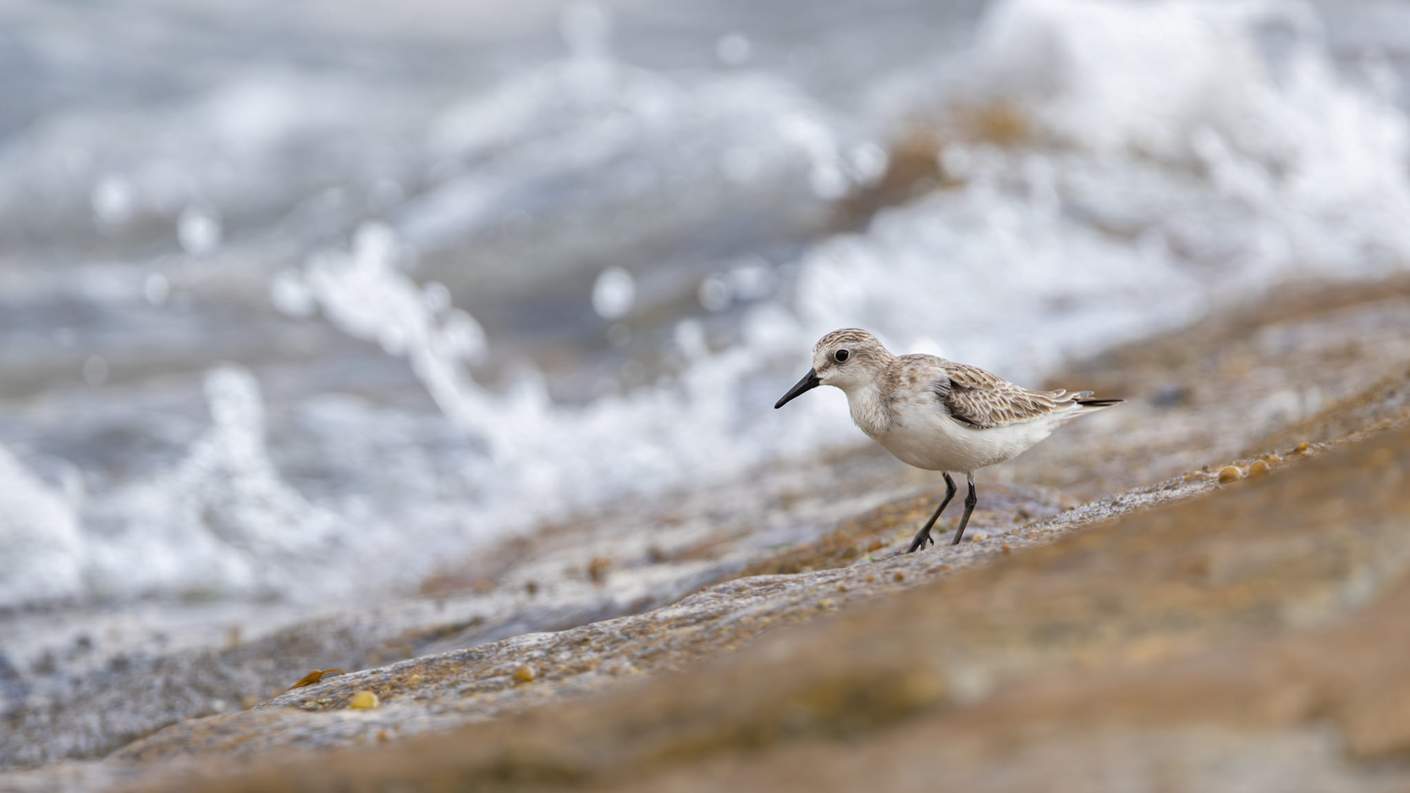Red-necked Stint at Marina East on 27 Sep 2024. Photo credit: Yip Jen Wei