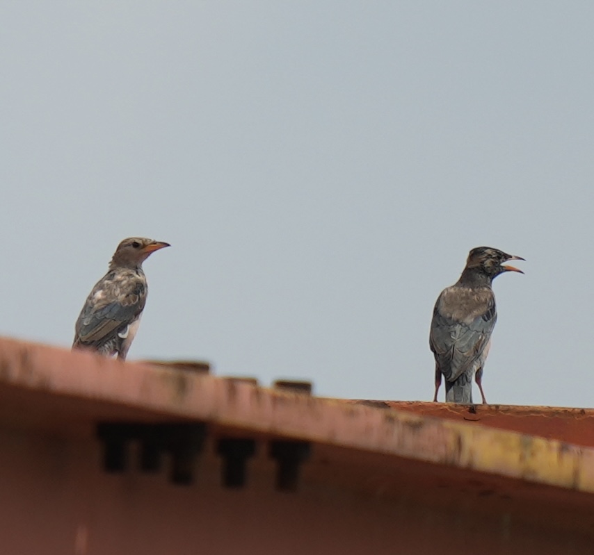Rosy Starling at Tuas South on 8 Jan 2025. Photo credit: Dylan CK Lee