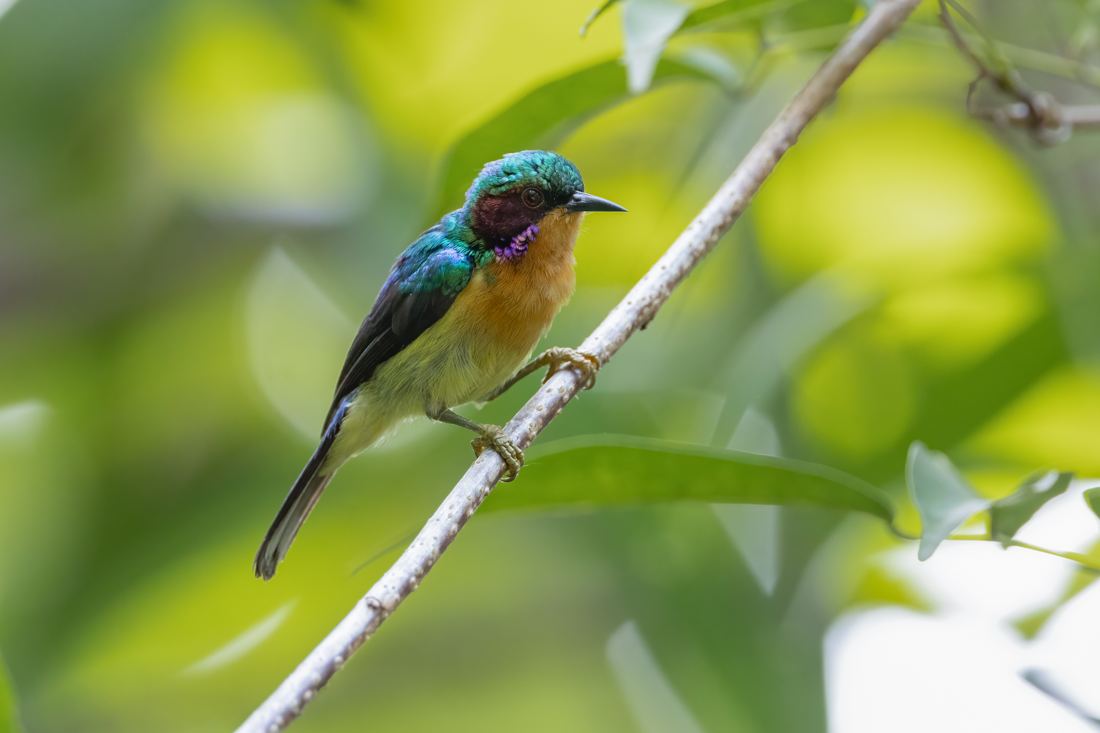 Ruby-cheeked Sunbird at Sungei Buloh Wetland Reserve. Photo credit: Adrian Silas Tay