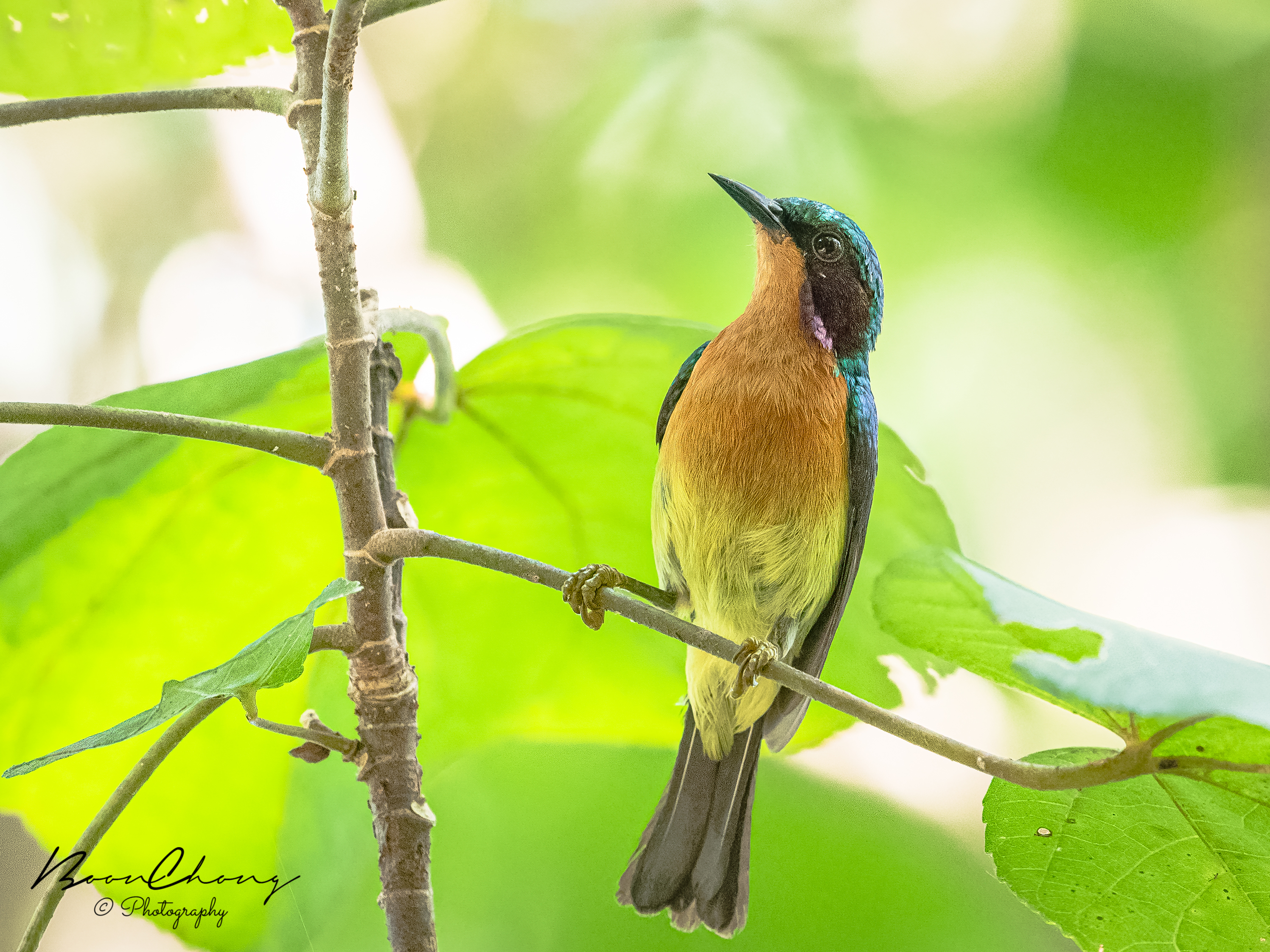 Ruby-cheeked Sunbird at Sungei Buloh Wetland Reserve on 28 May 2022. Photo credit: Chen Boon Chong