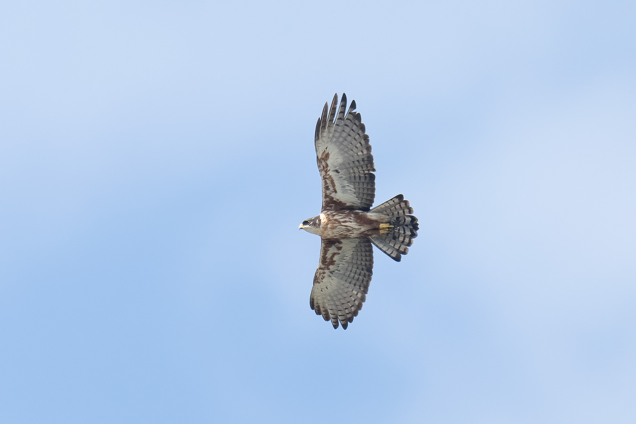 Rufous-bellied Eagle at Bukit Timah Nature Reserve on 23 Sep 2022. Photo credit: Francis Yap