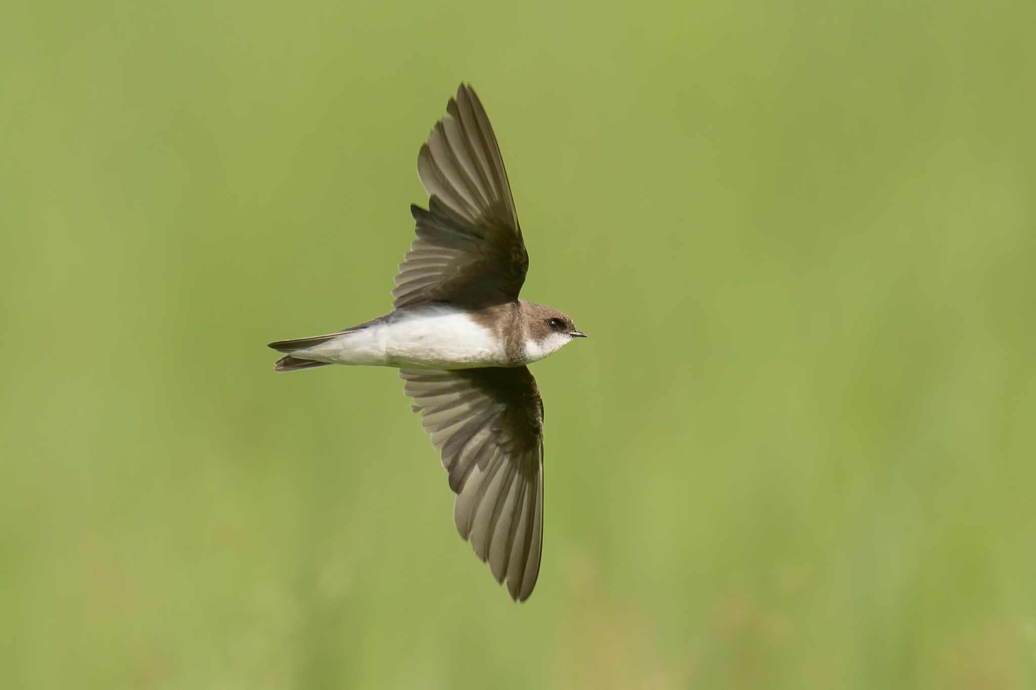 Sand Martin at Neo Tiew on 25 Dec 2022. Photo credit: Francis Yap