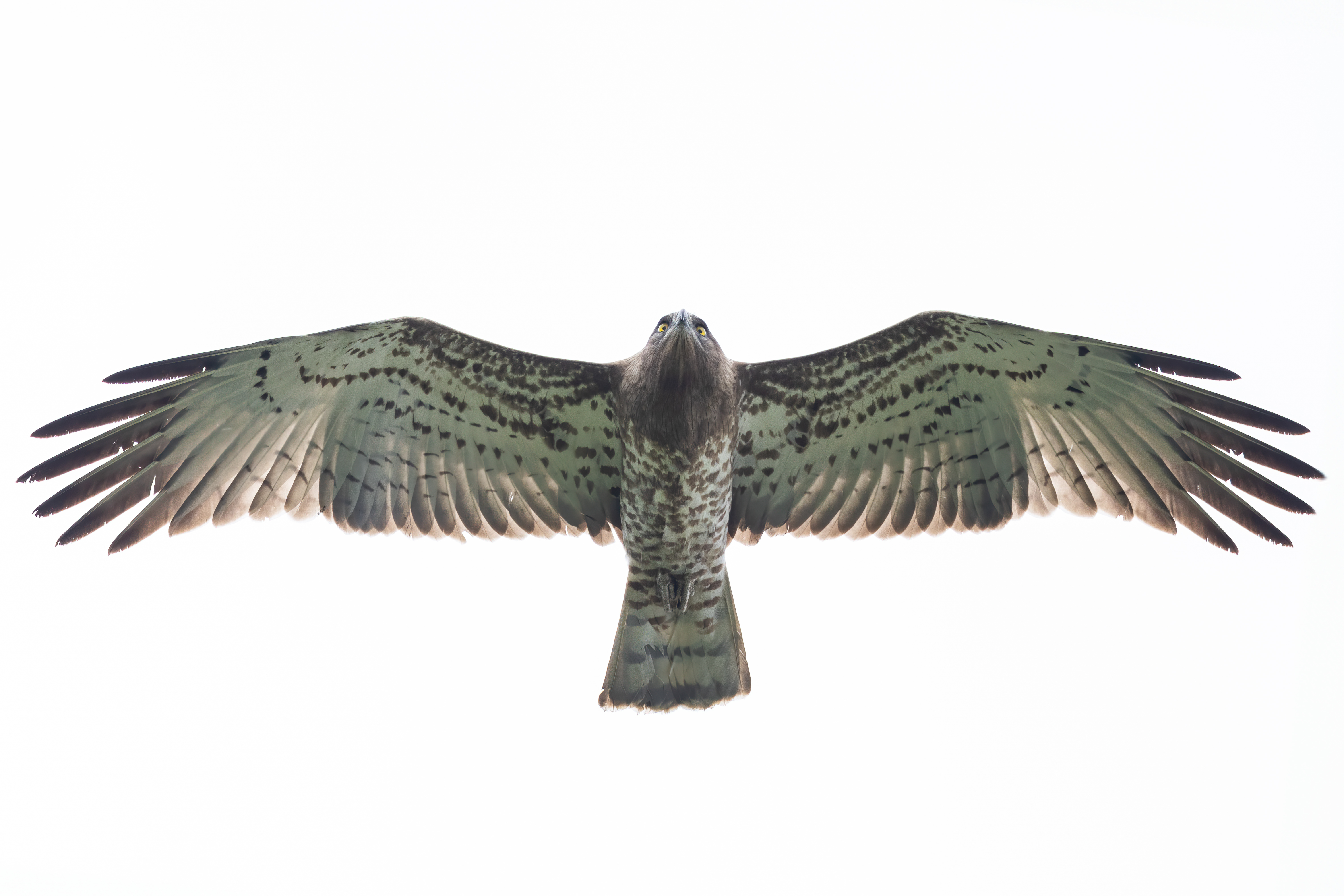 Short-toed Snake Eagle at Mount Faber on 9 Nov 2023. Photo credit: Adrian Silas Tay