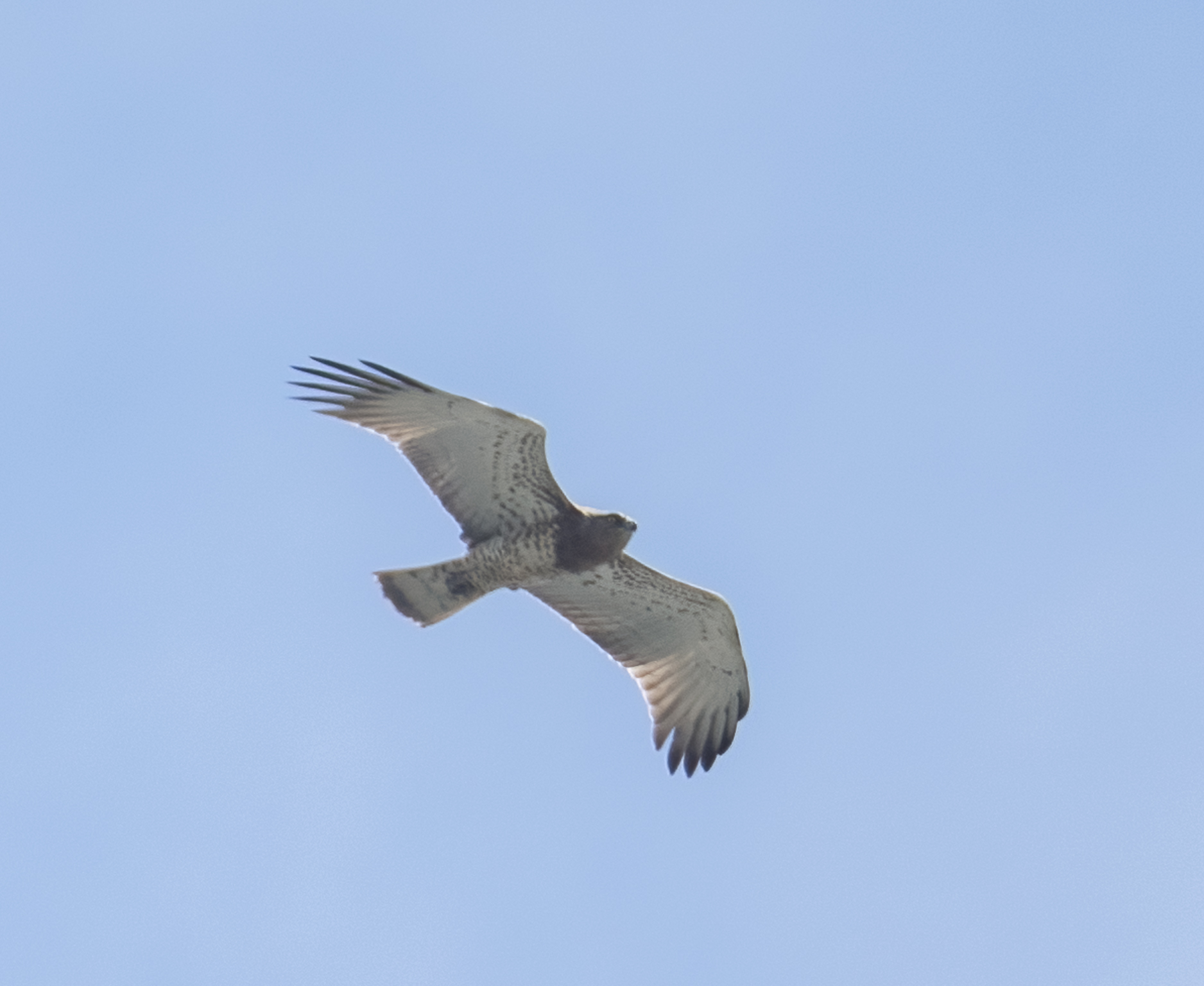 Short-toed Snake Eagle at Mount Faber on 8 Nov 2024. Photo credit: Lee Chien Nien