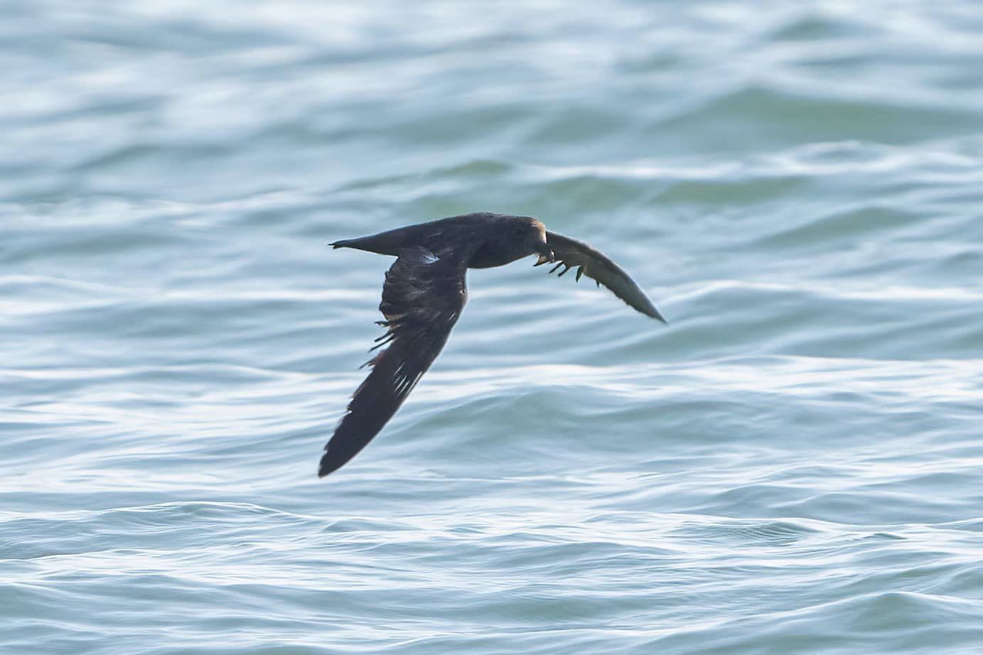 Swinhoe's Storm Petrel in Southern Islands waters on 28 Sept 2024. Photo credit: Jared Tan