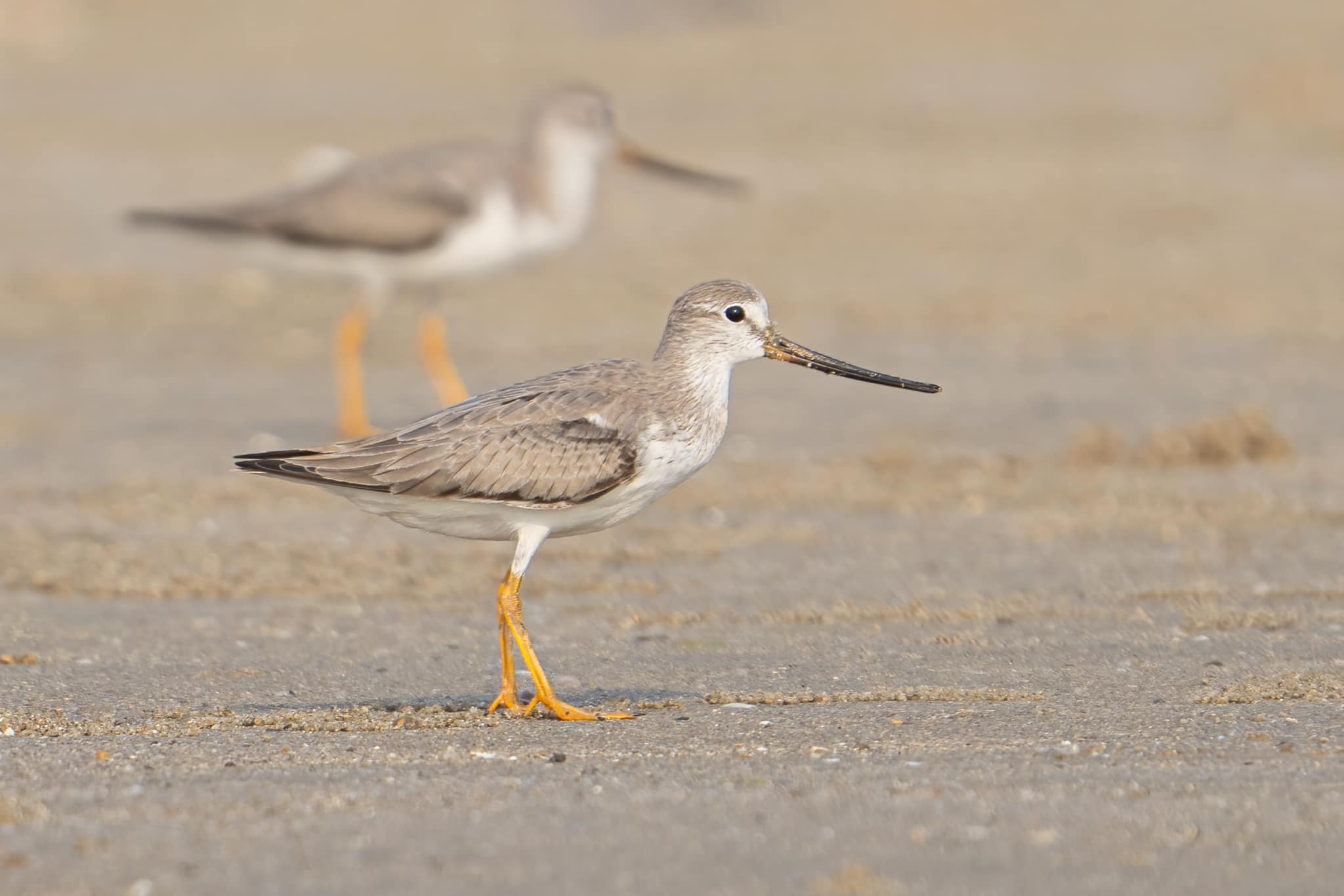 Terek Sandpiper at Yishun Dam on 4 Sep 2024. Photo credit: Jared Tan