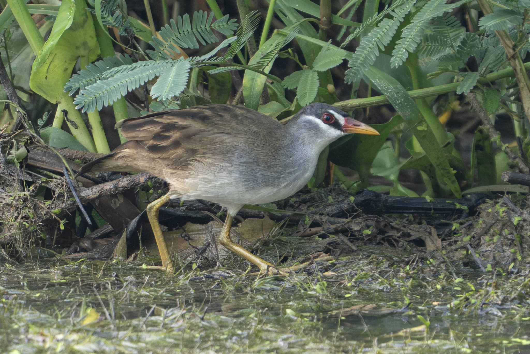 White-browed Crake at Kranji Marsh on 4 Jan 2025. Photo credit: Jared Tan