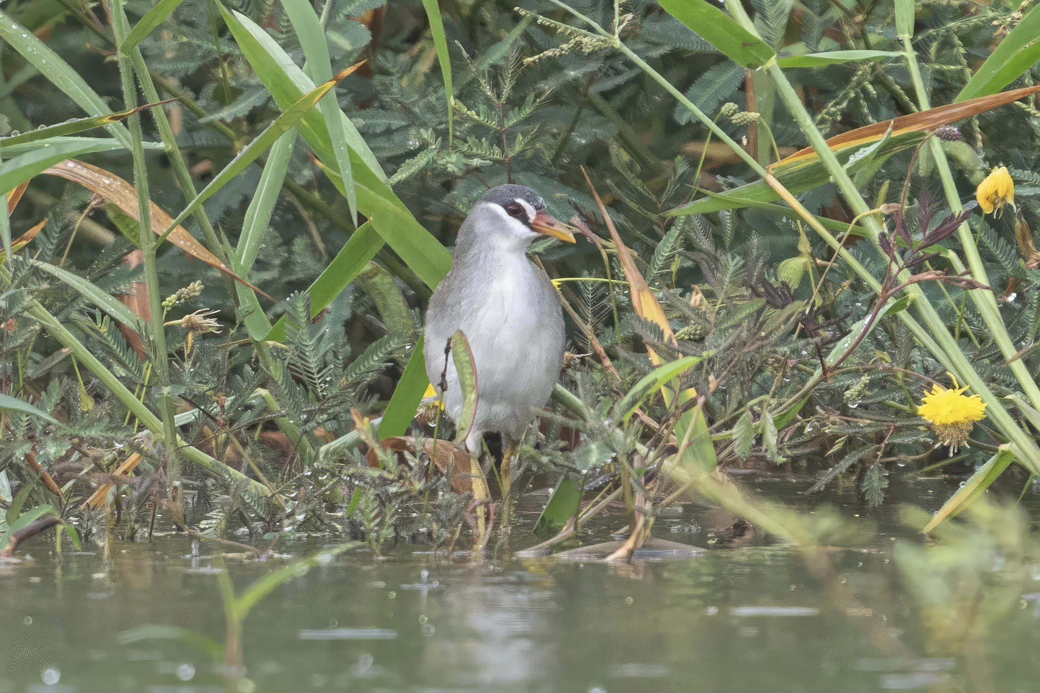 White-browed Crake at Neo Tiew on 3 Mar 2024. Photo credit: Jared HJ Tan