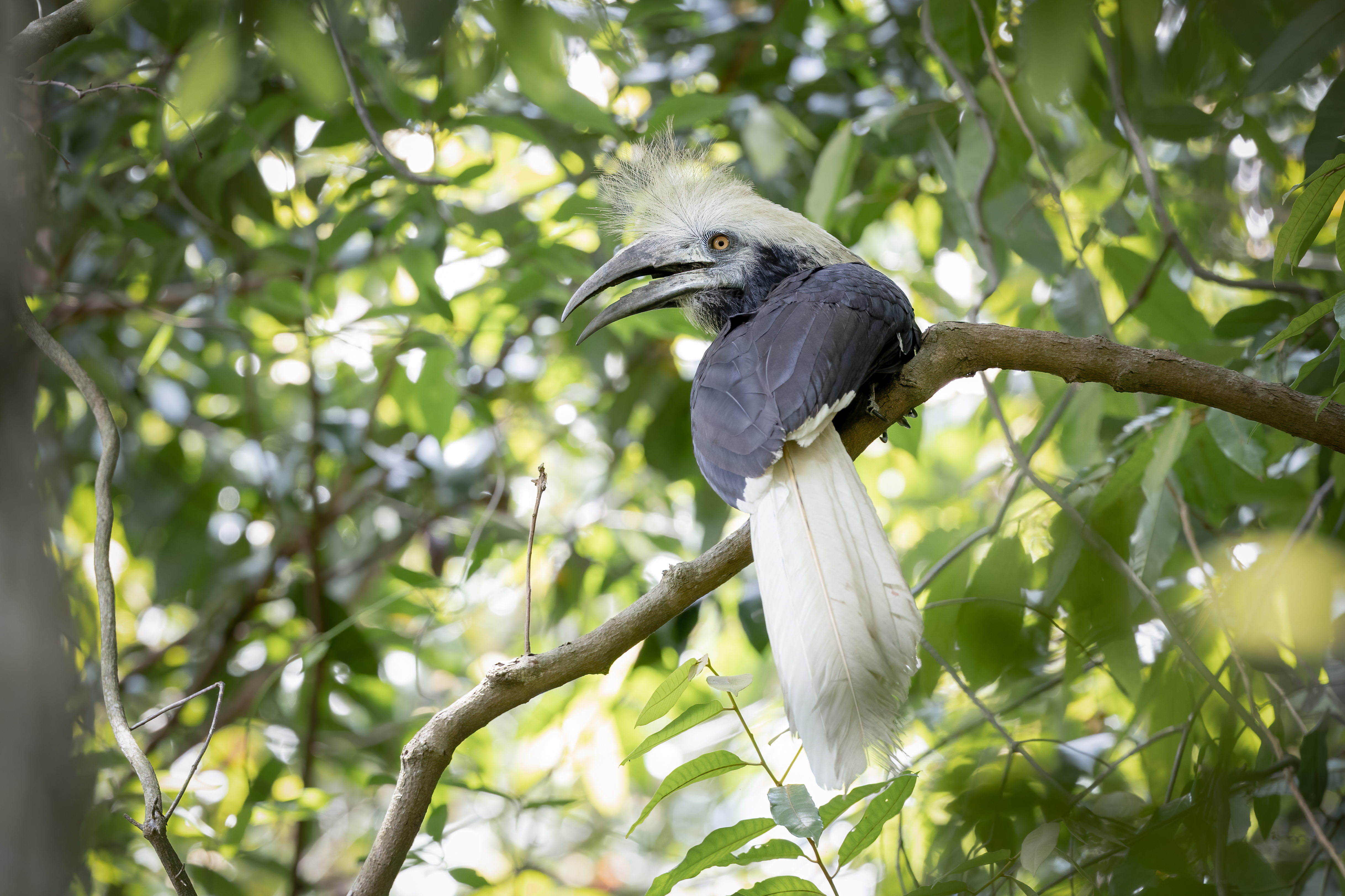 White-crowned Hornbill at Pulau Ubin on 22 Apr 2023. Photo credit: Adrian Silas Tay