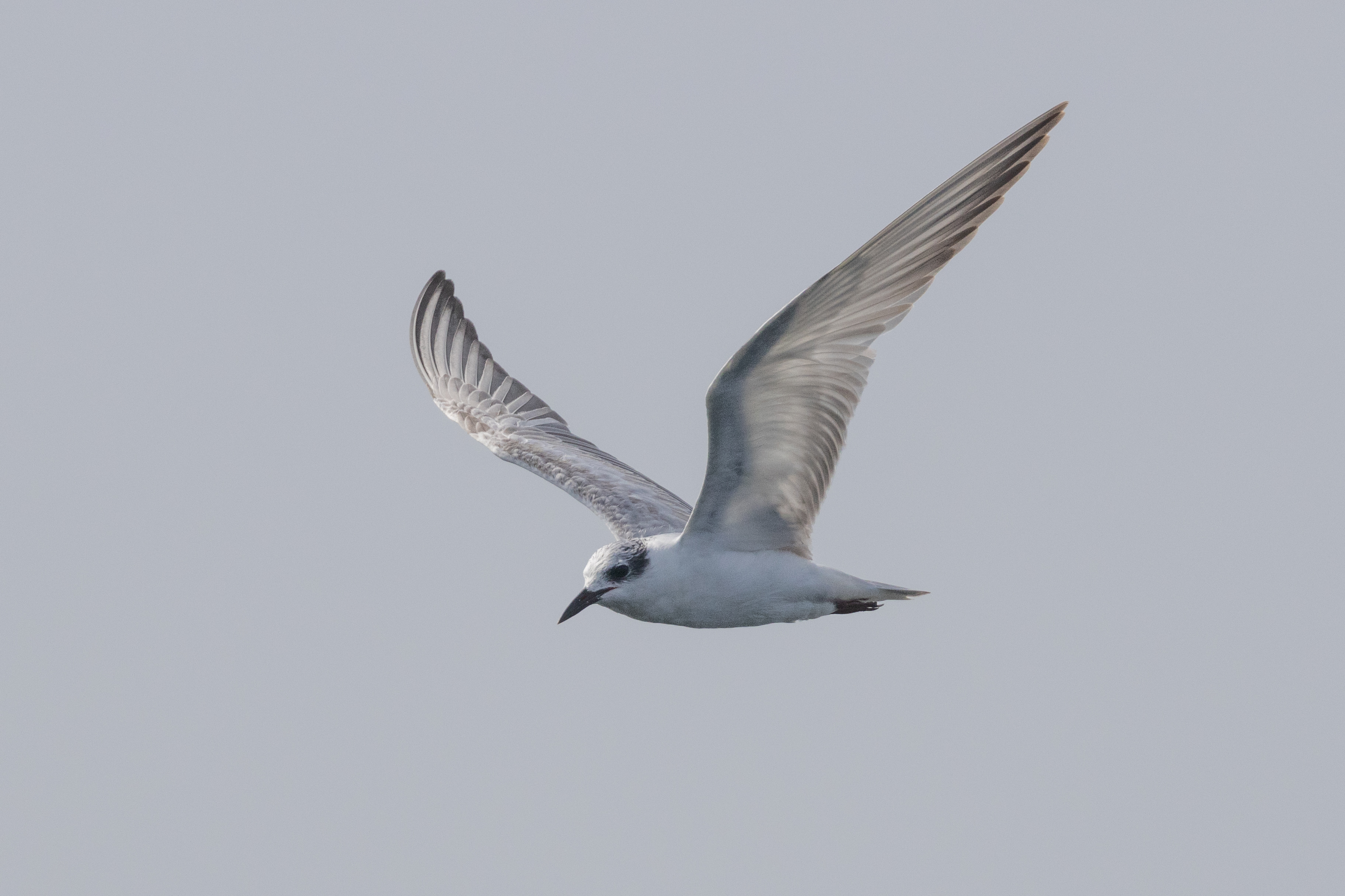 Whiskered Tern on Singapore Straits on 29 Apr 2023. Photo credit: Yip Jen Wei