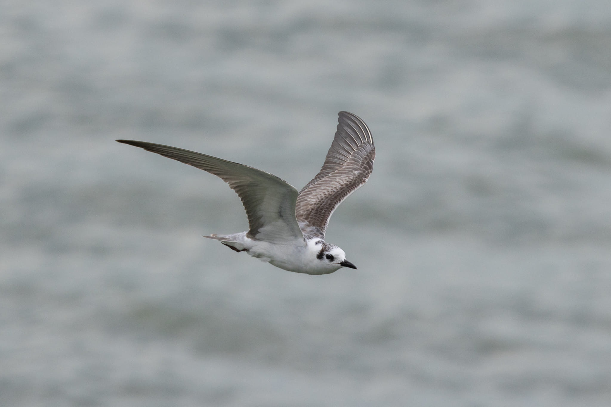 White-winged Tern at Marina East on 9 Dec 2023. Photo credit: Yip Jen Wei